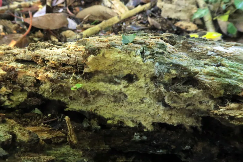 Asterostroma cervicolor 1 - IMG_3269